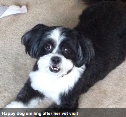 Happy dog smiling after her visit