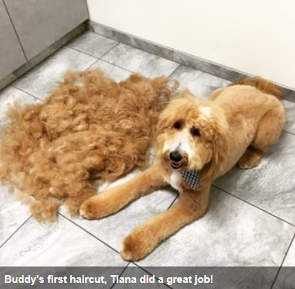 Dog just got haircut